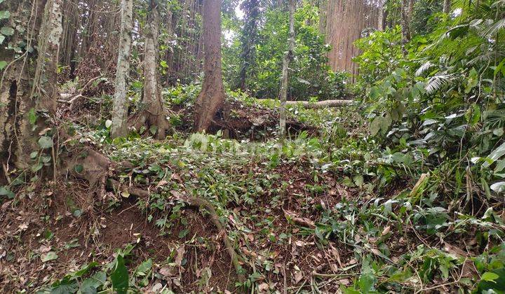 SURE DEAL FOR SALE LAND VIEW SUNGAI & FOREST LOCATION KELUSA PAYANGAN UBUD GIANYAR  2