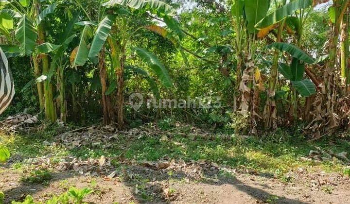 DEFINITELY A DEAL FOR SALE OF ROADSIDE LAND IN MAS UBUD GIANYAR LOCATION  1