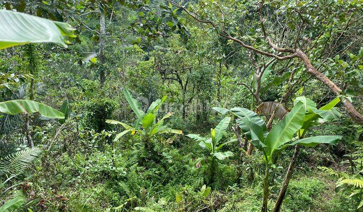 PASTI DEAL DI JUAL TANAH LOKASI TARO TEGALLALANG UBUD GIANYAR 
 2