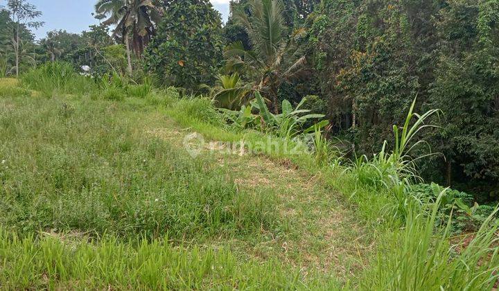 SURE DEAL FOR SALE BIEW LAND FIELD LOCATION PEJENG UBUD GIANYAR 
 1