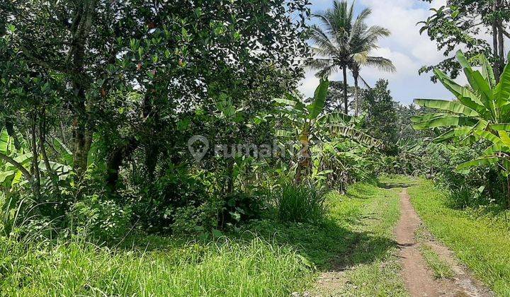 PASTI DEAL DI JUAL TANAH LOSS SUNGAI AYUNG VIEW HUTAN LOKASI SAYAN UBUD GIANYAR 
 1