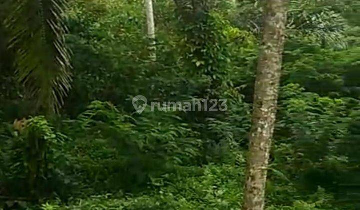 PASTI DEAL DI JUAL TANAH VIEW HUTAN LOKASI PAYANGAN KELUSA UBUD GIANYAR 
 1