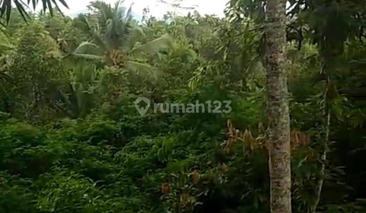 PASTI DEAL DI JUAL TANAH VIEW HUTAN LOKASI PAYANGAN KELUSA UBUD GIANYAR 
 2