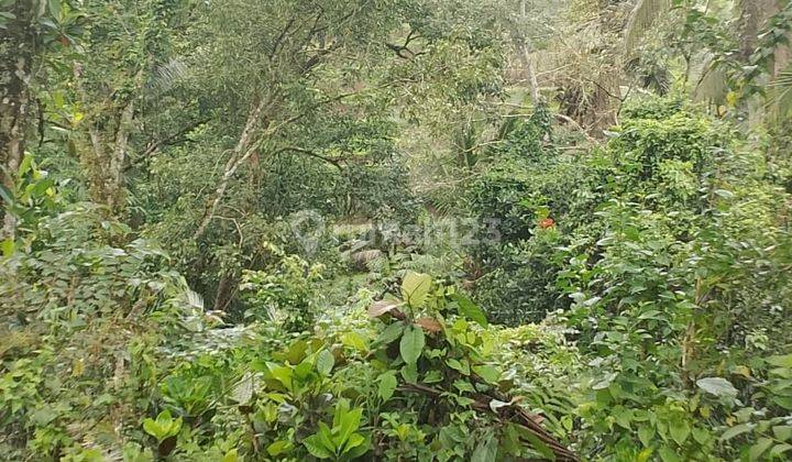 PASTI DEAL DI JUAL TANAH VIEW HUTAN & SAWAH LOKASI KELIKI KAWAN PAYANGAN UBUD GIANYAR 
 1