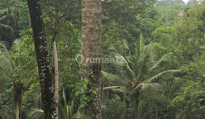 PASTI DEAL DI JUAL TANAH VIEW HUTAN & SAWAH LOKASI KELIKI KAWAN PAYANGAN UBUD GIANYAR 
 2