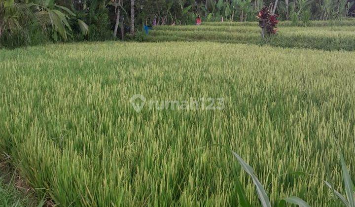 PASTI DEAL DI JUAL TANAH VIEW SAWAH & HUTAN LOKASI PAYANGAN UBUD GIANYAR 
 1