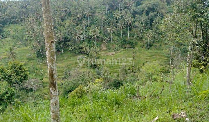 PASTI DEAL DI JUAL TANAH LOKASI TEGALLALANG UBUD GIANYAR  1