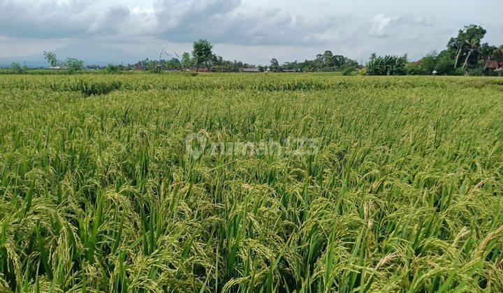 PASTI DEAL DI JUAL TANAH LOKASI KELATING KERAMBITAN TABANAN  1