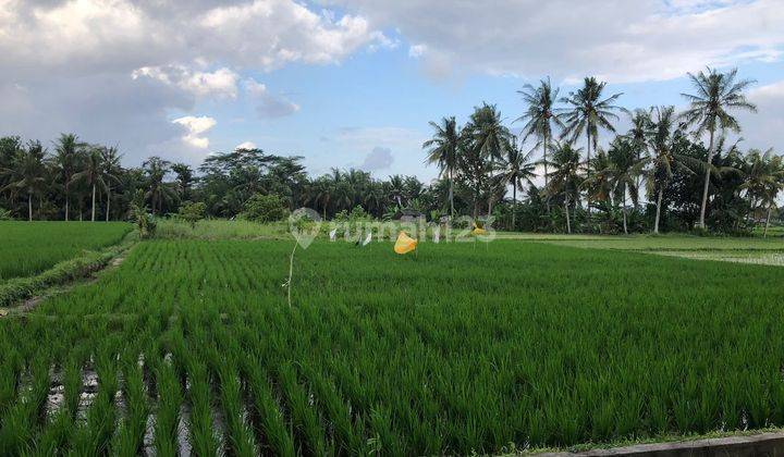 PASTI DEAL DI JUAL TANAH VIEW SAWAH  LOKASI SINGAPADU GIANYAR 1