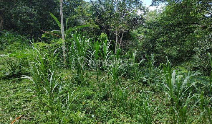 SURE DEAL FOR SALE RIVER VIEW LAND & FOREST LOCATION PAYANGAN UBUD GIANYAR
 2