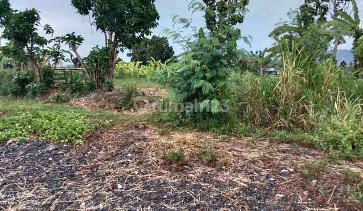 SURE DEAL FOR SALE LAND LOSS SEA VIEW BEACH LOCATION KALISADA SERIRIT BULELENG  2