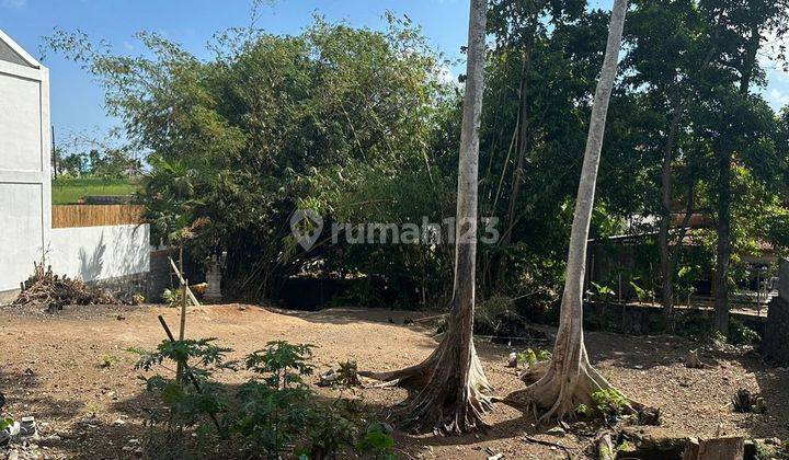 Tanah 700 M2 Di Canggu Dekat Pantai Batu Bolong Sewa 29 Tahun 2