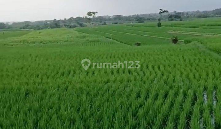 Dijual Tanah Sawah View Laut Di Kelating Tabanan 2