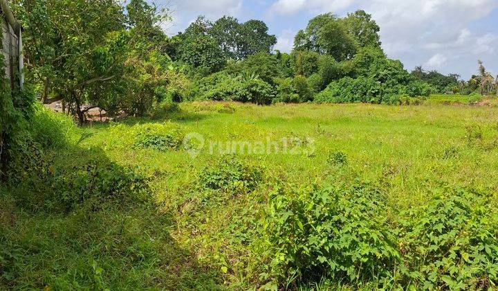 Land for sale 12 Are Munggu Pemaron Badung Bali 2