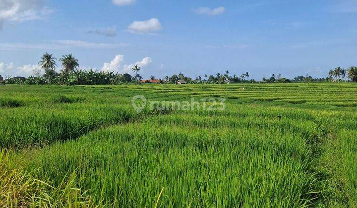 Land for sale in Munggu Pemaron Badung Bali 2