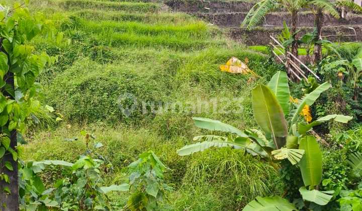 Tnh 3Are Loss Sungai View Rice Field Buduk Dkt Tumbak Bayuh Itr Kuning