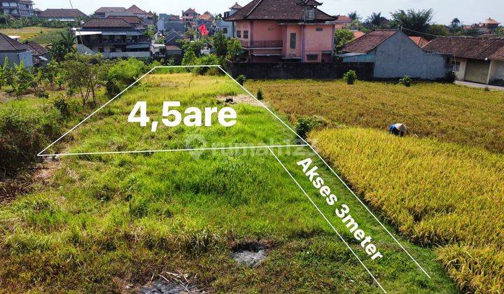 For rent land view rice field 450m2 padonan zona yellow near canggu 2