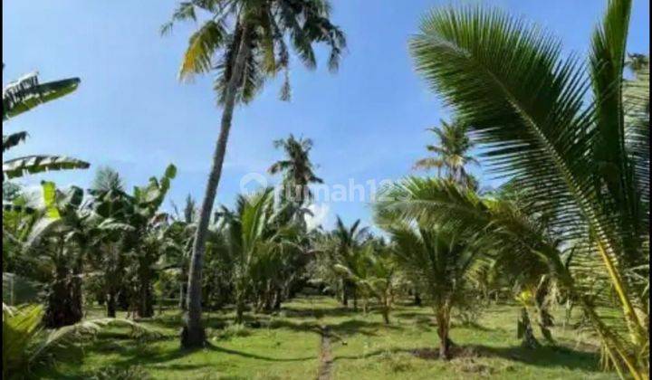 For sale land 25700m2 loss melaya beach jembrana bali 2