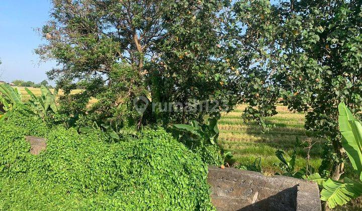 Rent land 7are view rice field raya pantai kedungu near beach jl6mtr 2