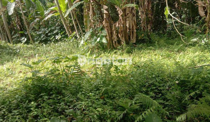 Dijual Cepat Tanah Perkebunan Pinggir Jalan Di Daerah Petang 2