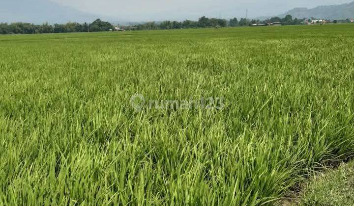 Tanah Sawah Produktif Pinggir Jalan Daerah Ciparay 1