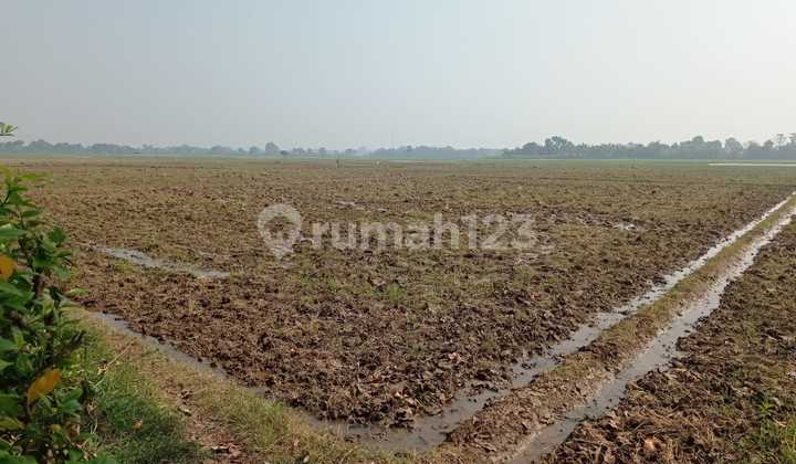 Tanah Sawah Irigasi 9,2 Hektar Di Dusun Sukaati Kampung Kalijeruk Desa Darawolong Kec.Purwasari Kab.Karawang Tanah Sawah Irigasi 9,2 Hektar Di Dusun Sukaati Kampung Kalijeruk Desa Darawolong Kec.Purwasari Kab.Karawang
