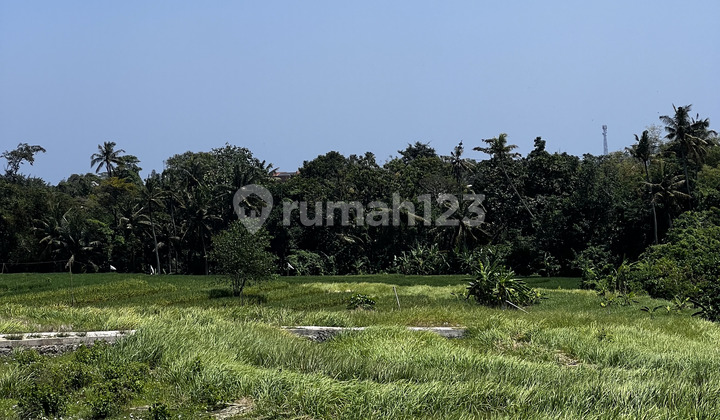 FOR RENT 5.5 ARES OF LAND IN CEMAGI - YO170