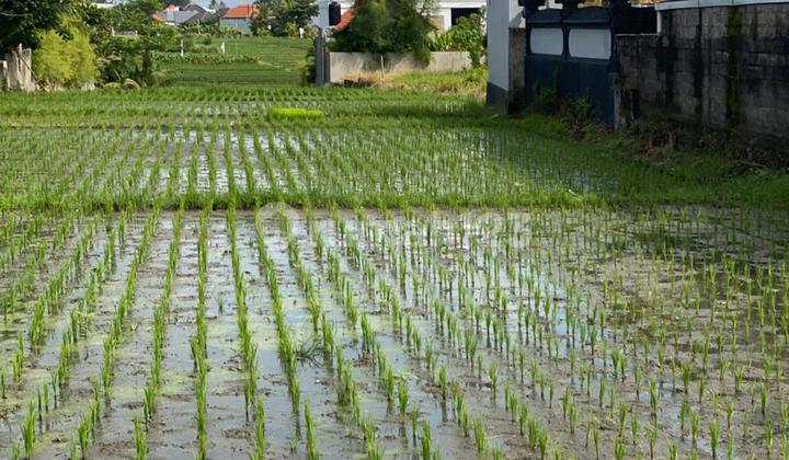 Dijual untuk Disewa Tanah Seluas 1000xxxx Meter Persegi untuk Disewa Dekat Pantai Cemagi - Af582