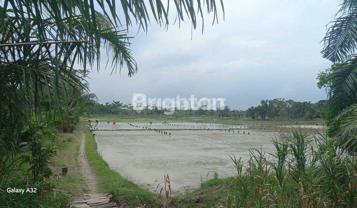 TANAH SAWAH BATANGKUIS  1