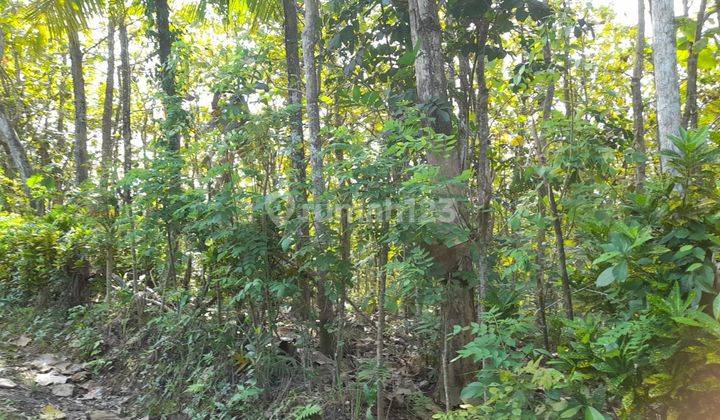 Garden land filled with teak trees on the side of the main road in Yehembang Jembrana Bali 2