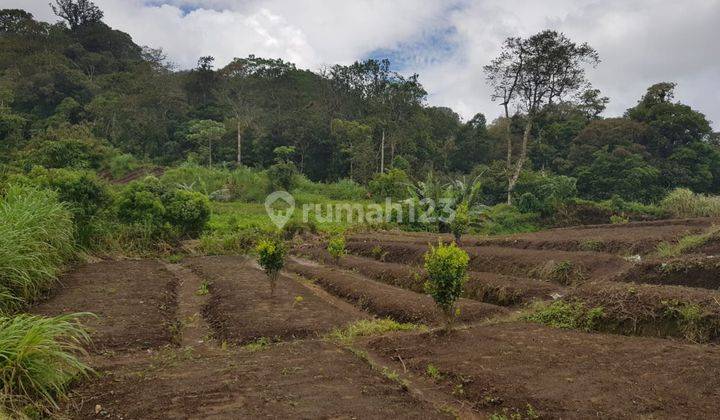 Tanah Perkebunan Dekat Danau Tamblingan Dan Kawasan Wisata Munduk Bali - Disekitar Lokasi Sudah Banyak Villa 1