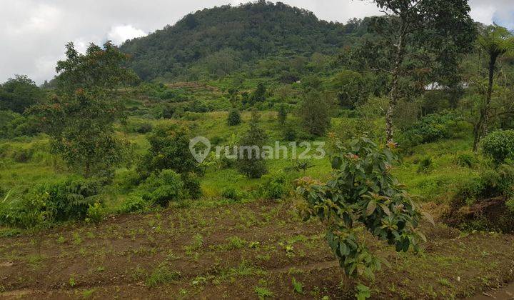 Tanah Perkebunan Dekat Danau Tamblingan Dan Kawasan Wisata Munduk Bali - Disekitar Lokasi Sudah Banyak Villa 2