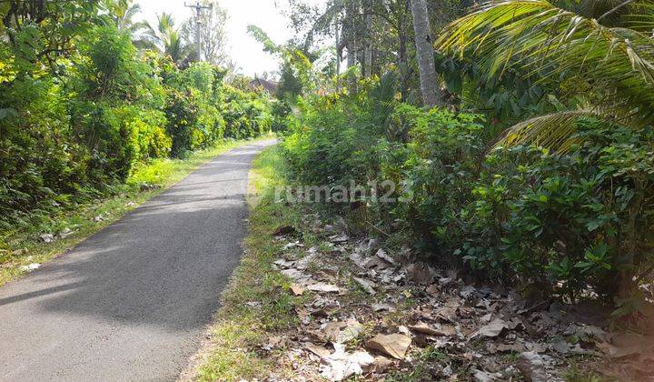 Tanah Kebun Isi Pohon Jati Pinggir Jalan Utama Di Yehembang Jembrana Bali 1