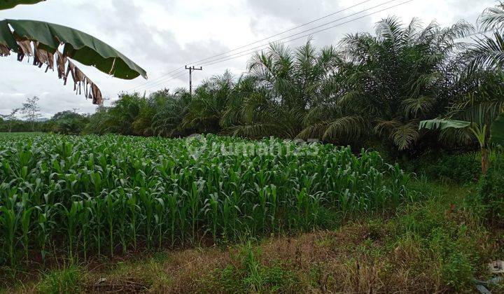 Tanah 19,7 Ha di Jl Mistar Cokrokusumo Banjar Baru Kalimantan Selatan 2