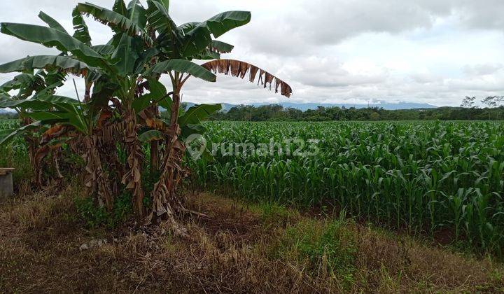 Tanah 19,7 Ha di Jl Mistar Cokrokusumo Banjar Baru Kalimantan Selatan 1