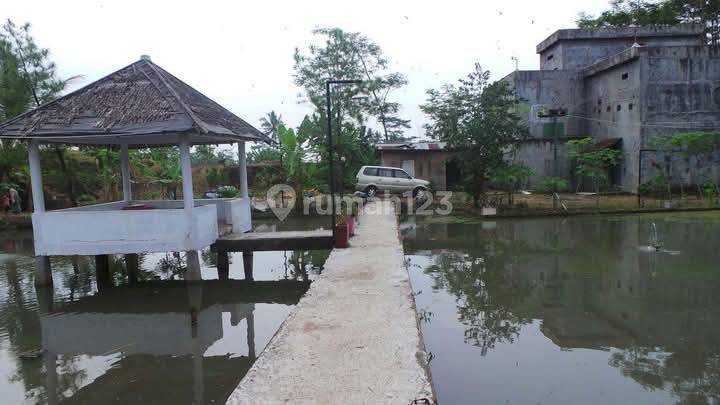 Gedung Walet 8.500 M2 Di Serang Banten : 3kg Sarang Walet Dan Ribuan Sarang Seritinya. Sudah Tembok Keliling Setinggi 4 Meter Aci Luar Dalam. Ada Tambang Pasirnya, 2 Empang Besar. Disekitar Banyak Villa2 Dan Pemancingan. Air Berlimpah Dari Gunung. 2