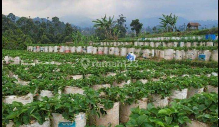 DIJUAL VILLA MEWAH DAN CANTIK DI LEBAK MUNCANG CIWIDEY  2