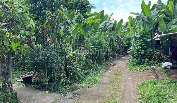 Buc Dijual Tanah Lokasi Berada Dilingkungan Tenang Dan Nyaman Desa Payangan Gianyar. 2