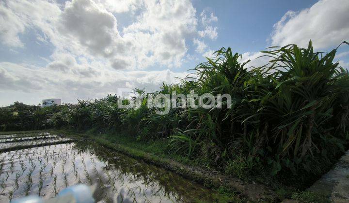 TANAH 18 ARE COCOK UNTUK VILLA DEKAT PADONAN & CANGGU 1