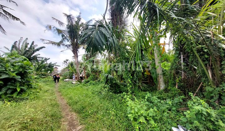 For Rent 1,200 M² Land With Ocean View At Saba Beach Gianyar Bali 3 Minutes To The Beach For Rent 1,200 M² Land With Ocean View At Saba Beach Gianyar Bali 3 Minutes To The Beach