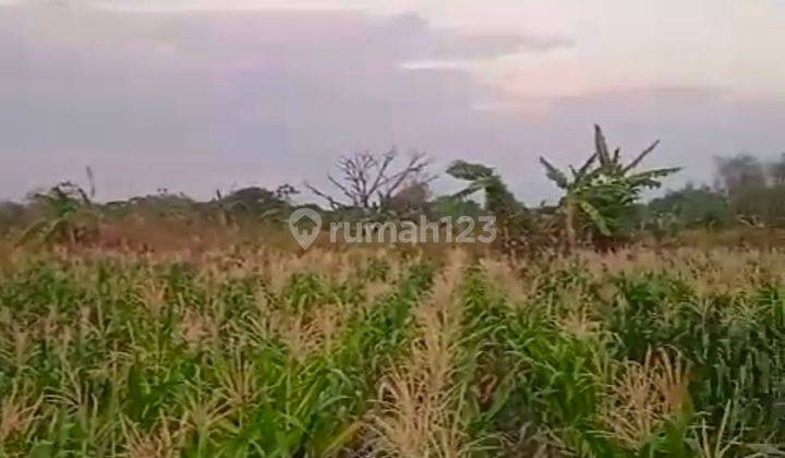 Tanah luas di Bulurejo Benjeng Gresik 2