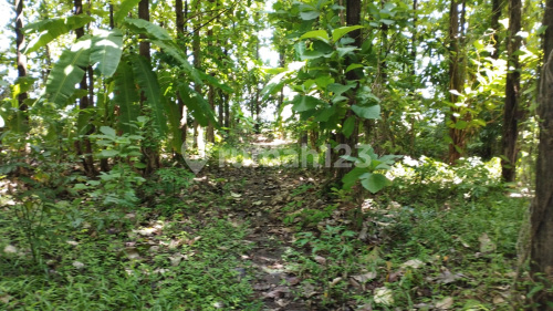 Strategic Ready-to-Build Land in Patebon Kendal A5187