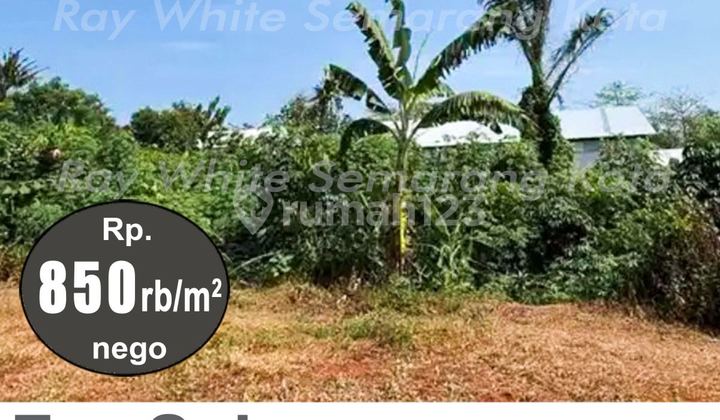 Good Wide Land Ready to Build in Pakis Aji Jepara A4923