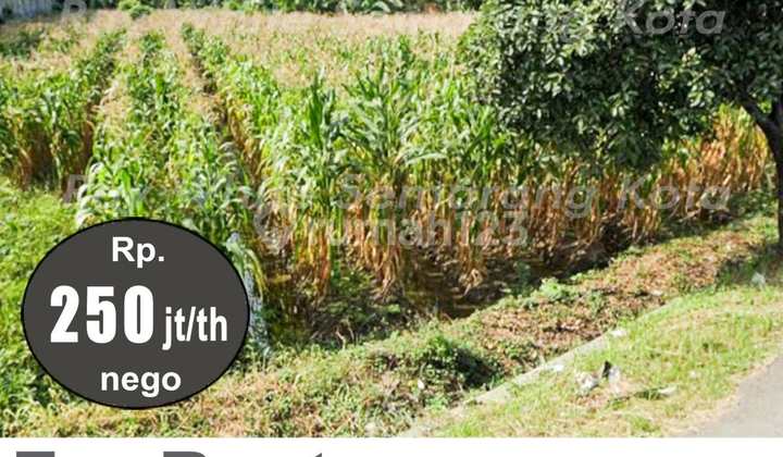 Cheap Large Land for Rent in Gemuh Kendal A4714