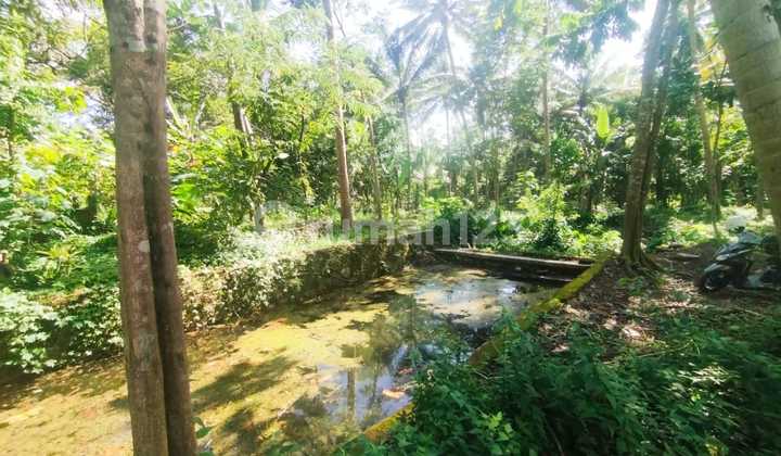 Tanah Luas di Tengah Desa di Area Kulonprogo 2