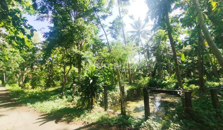Tanah Luas di Tengah Desa di Area Kulonprogo 1