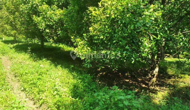 Tanah Murah Perkebunan Cengkeh Aktif Linggarjati Cilimus Kuningan 2