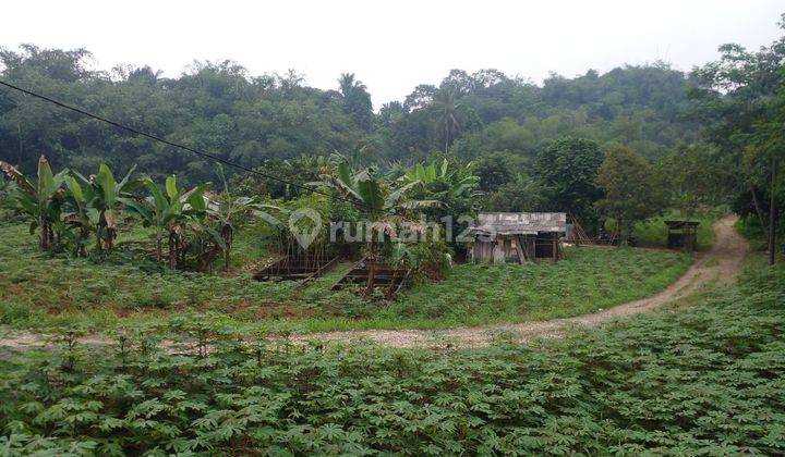 Tanah Murah Dijual Area Perum Ciampea Asri Free SHM 2