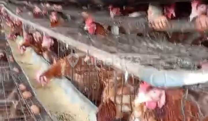 Bogor [Kandang Ayam] = Tempat Usaha Masih Aktif 2.2Ha