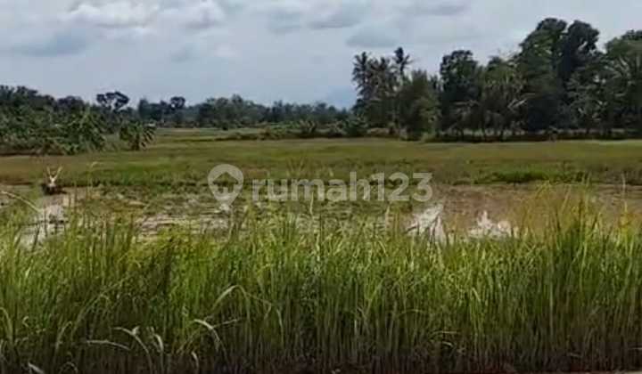Tenjo Bogor-Kec Batok[Tanah]:Pinggir Jl.raya Tenjo-20 Sd Ha-Perum
